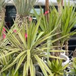 2023.02 メキシコ便