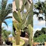 2023.02 メキシコ便（続報）